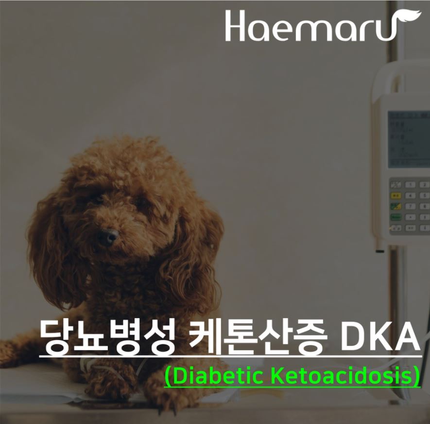 강아지 당뇨병성 케톤산증 DKA (Diabetic Ketoacidosis) 썸네일