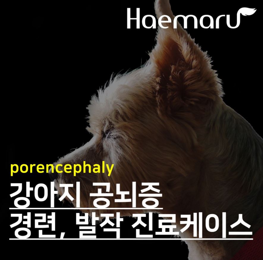 강아지 공뇌증(porencephaly) , 발작, 경련 진료케이스 썸네일