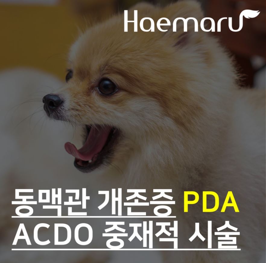 강아지 PDA 수술없이 중재적 시술 ACDO 로 치료 썸네일