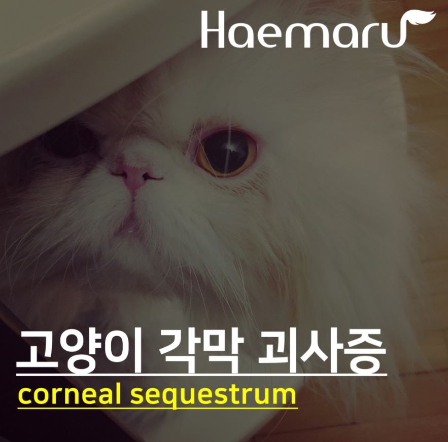 고양이 각막 괴사증 corneal sequestrum 썸네일