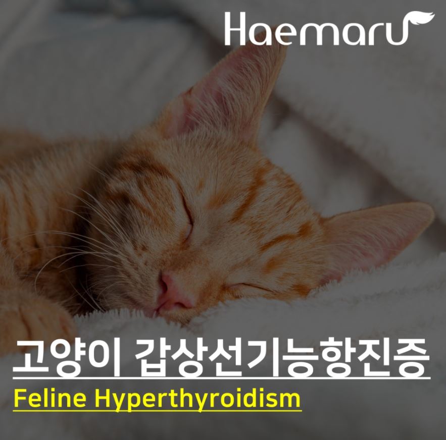 고양이 갑상선기능항진증(Feline Hyperthyroidism) 썸네일