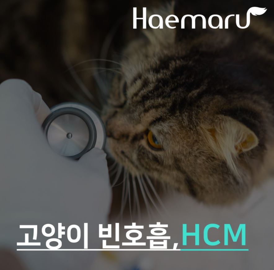 고양이 빈호흡, 호흡곤란 환자의 HCM 진단 썸네일