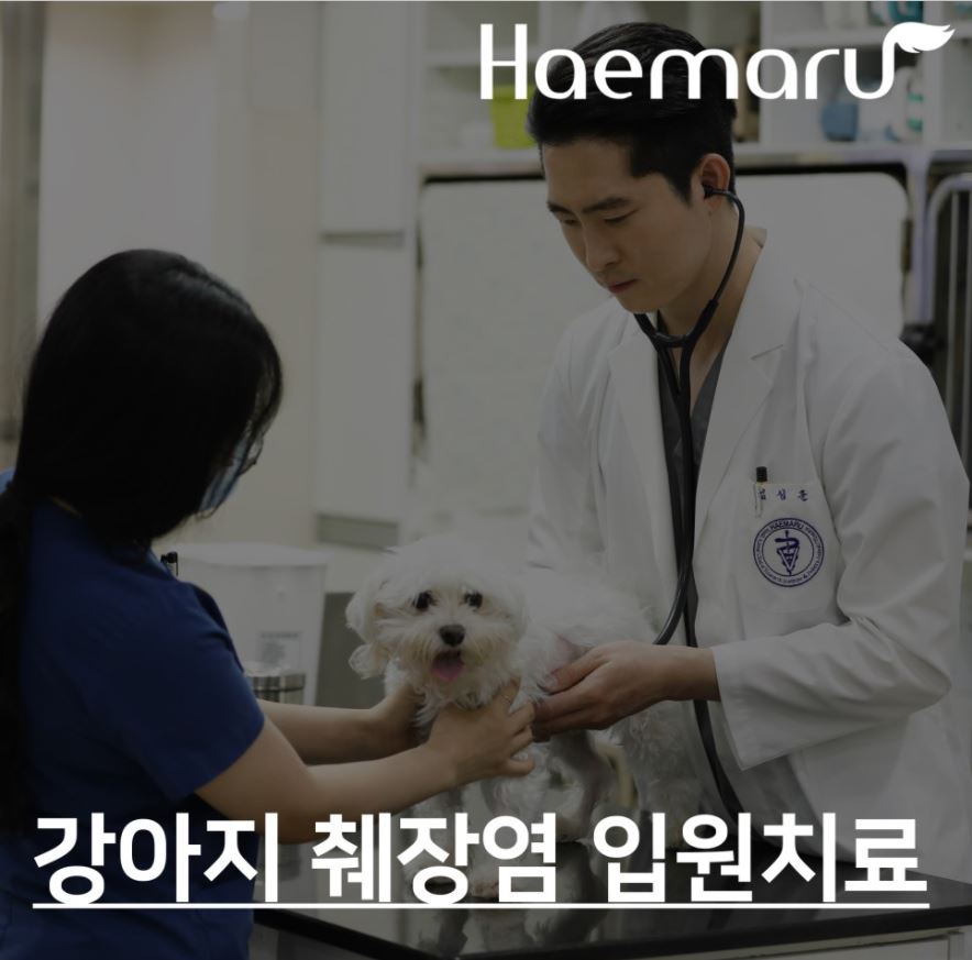 강아지 췌장염 입원치료 케이스 썸네일