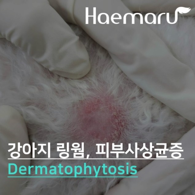 강아지 링웜, 피부사상균증 Dermatophytosis 썸네일