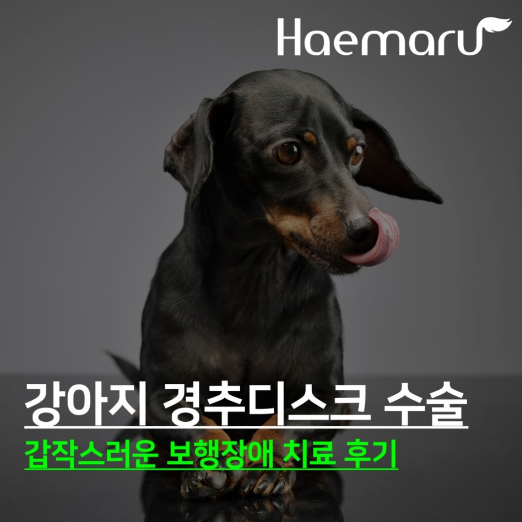 강아지 경추 디스크 수술 - 목통증 치료 후기 썸네일