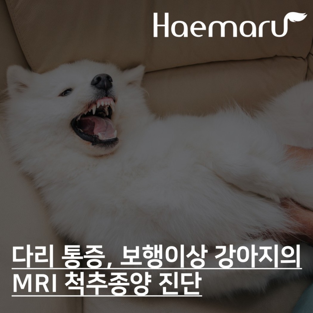 강아지 다리통증, 보행이상 척추종양 MRI 진단 썸네일