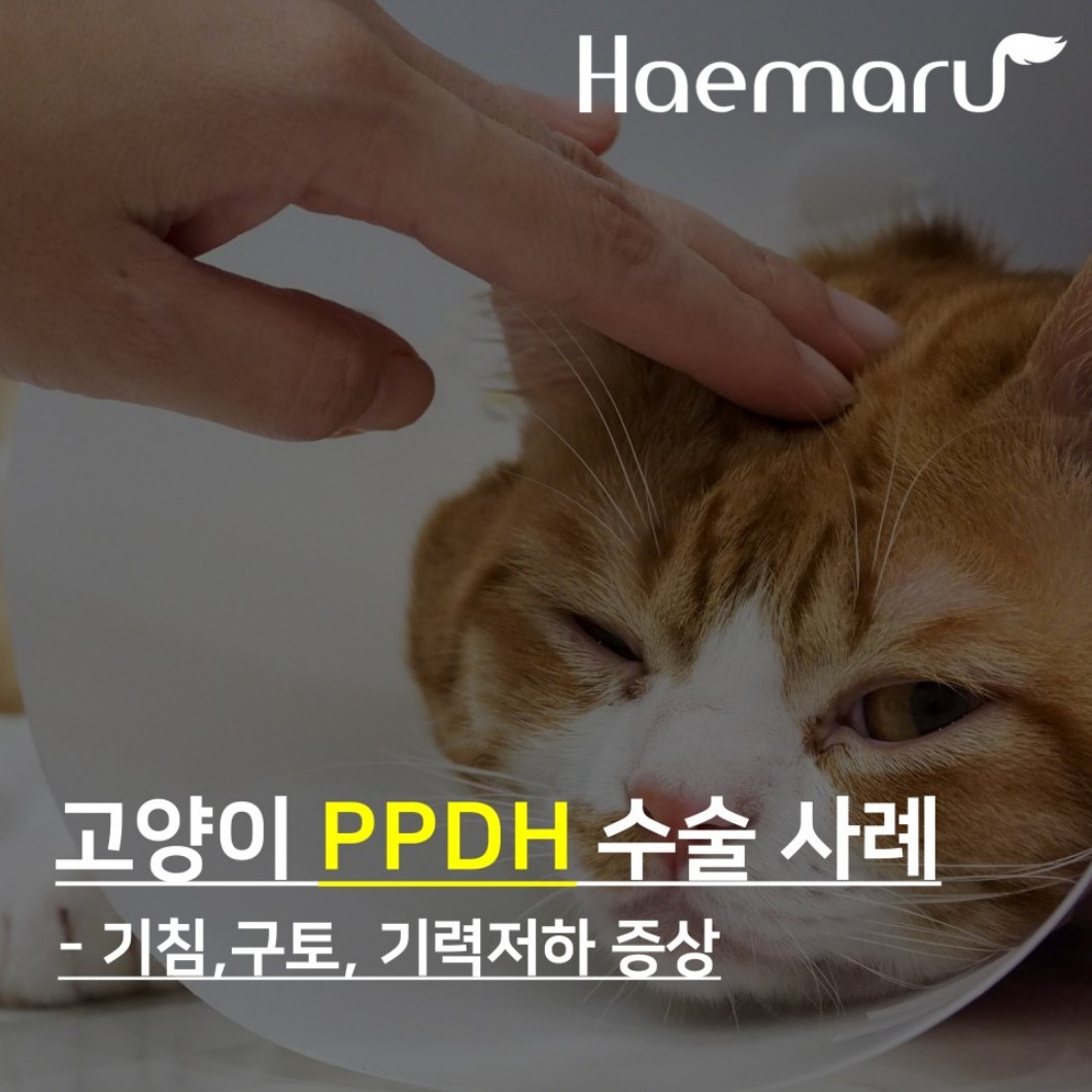 고양이 횡경막 탈장 질환 PPDH 수술 사례 썸네일