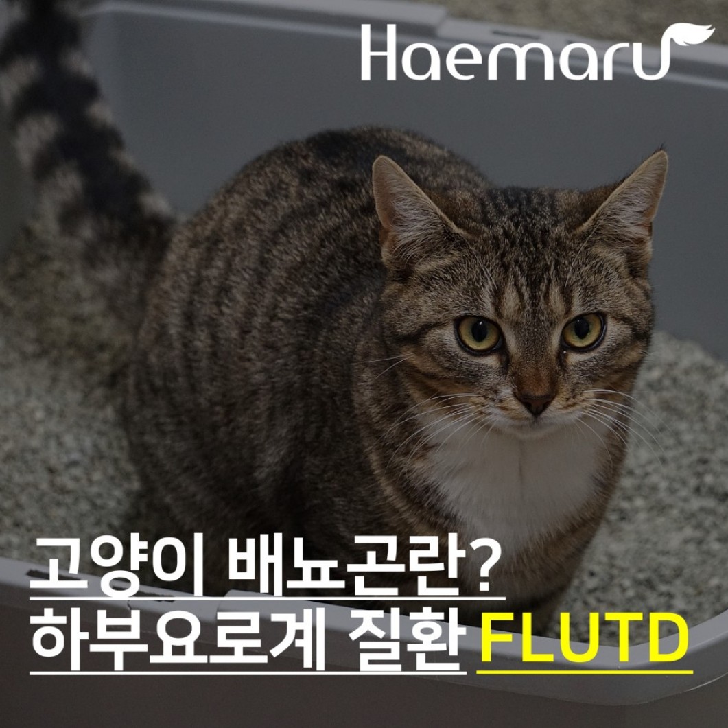 고양이 배뇨곤란, 하부요로계 질환 FLUTD 썸네일