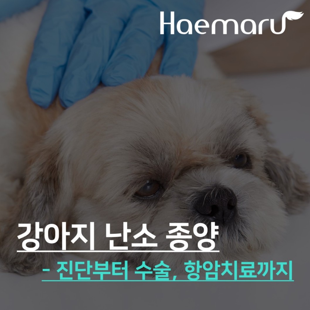 강아지 난소 종양-진단부터 수술, 항암치료 사례 썸네일
