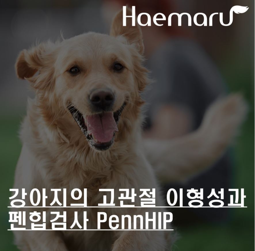 강아지 고관절 이형성 Hip dysplasia 및 펜힙검사 PennHIP 썸네일