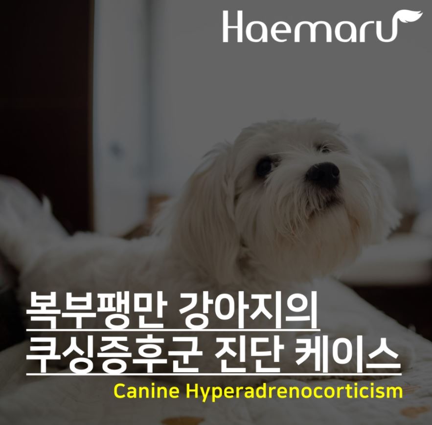 쿠싱증후군! 부신피질기능항진증 진료 사례(Canine Hyperadrenocorticism) 썸네일