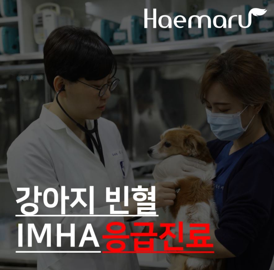 강아지 빈혈 IMHA(면역매개 용혈성 빈혈) 응급진료 케이스 썸네일