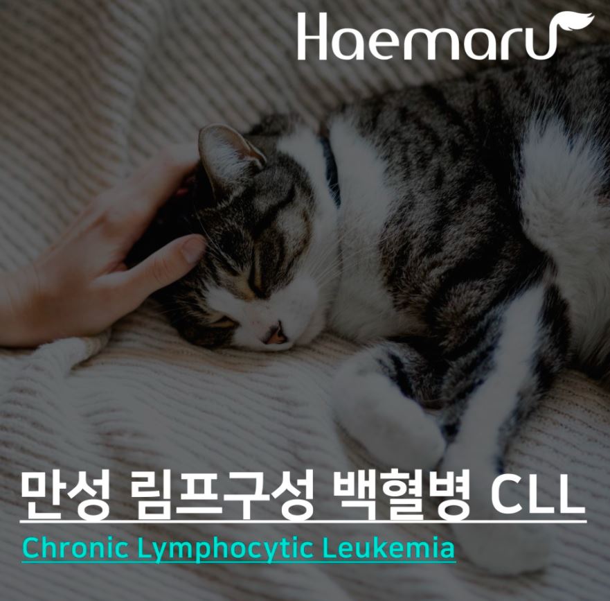 고양이 만성 림프구성 백혈병 CLL(혈액암) 썸네일