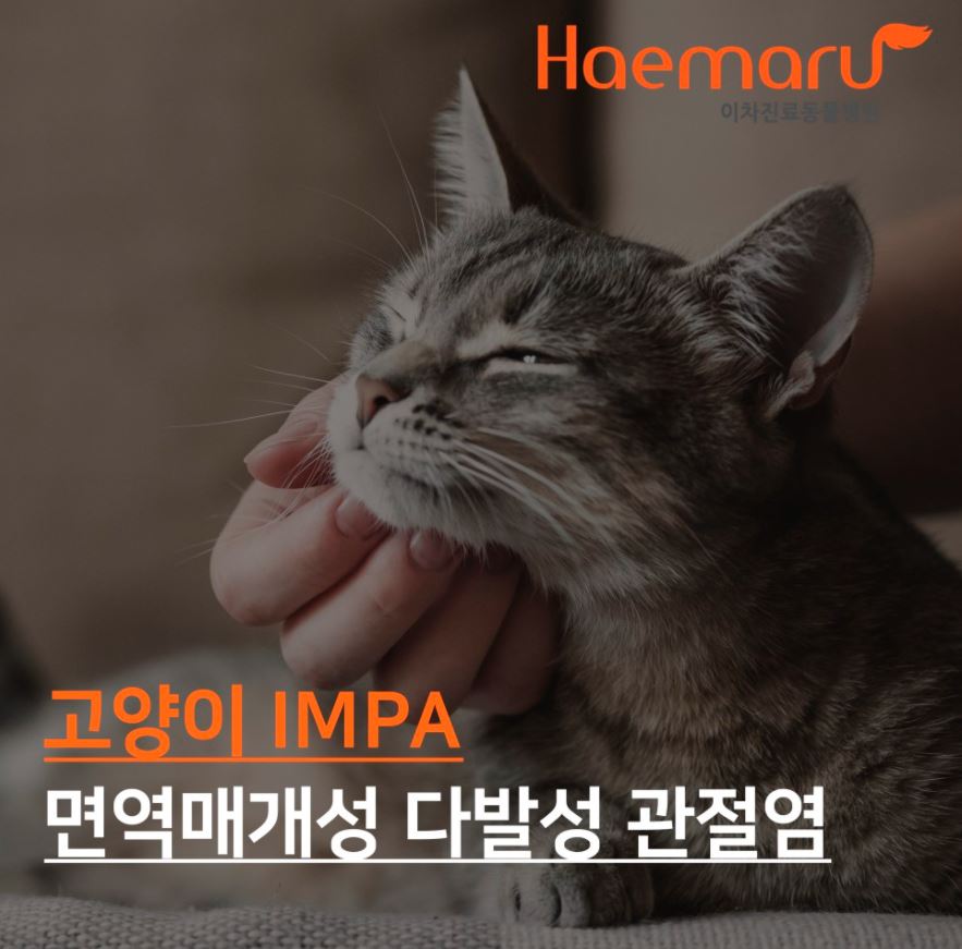 고양이 면역매개성 다발성 관절염 IMPA 썸네일