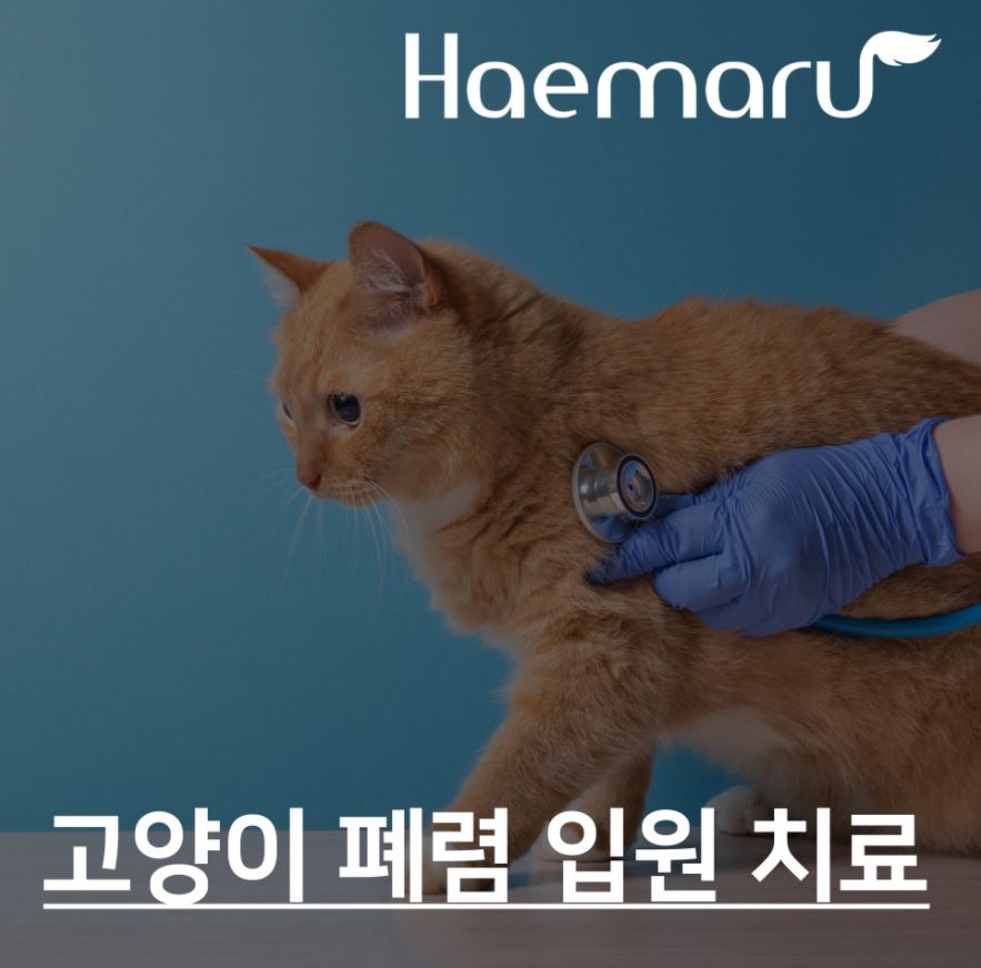 고양이 폐렴 입원 치료(기침, 콧물, 눈곱 보인다면?) 썸네일
