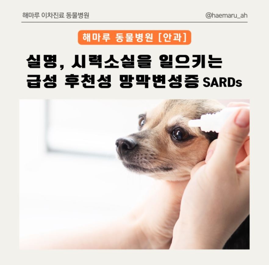강아지 실명, 시력소실을 일으키는 급성 후천성 망막변성증 SARDs 썸네일