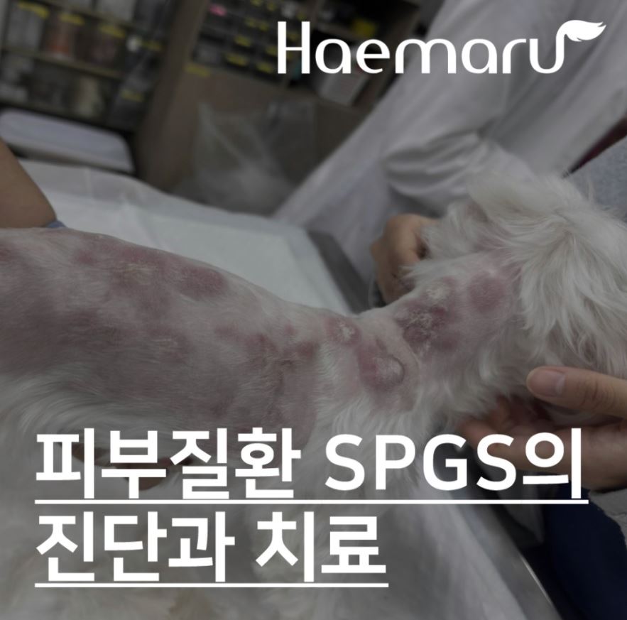 강아지 피부병 SPGS, 만성 피부질환의 맞춤 진단과 치료 썸네일