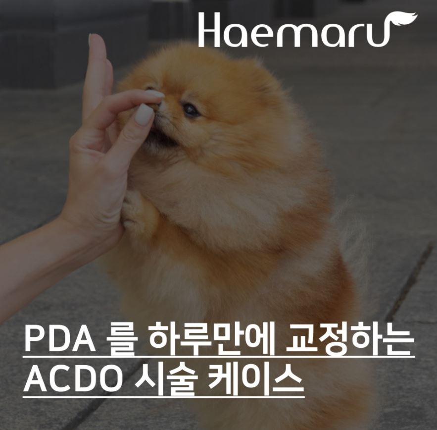 강아지 PDA를 하루만에 치료하는 ACDO 시술 썸네일