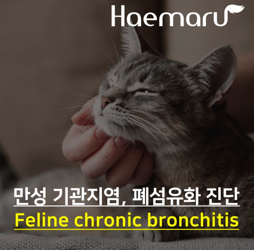 고양이 기침, 호흡곤란을 일으키는 만성 기관지염과 폐 섬유화 썸네일