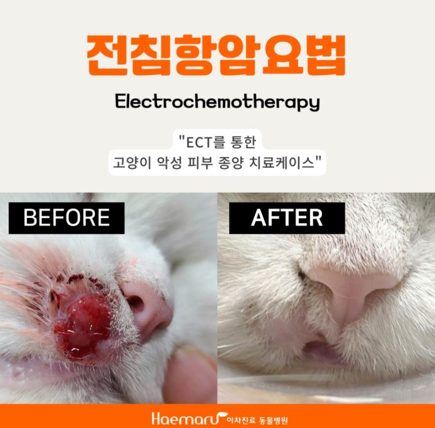 고양이 악성 피부종양의 Electrochemotherapy 전침항암요법 썸네일