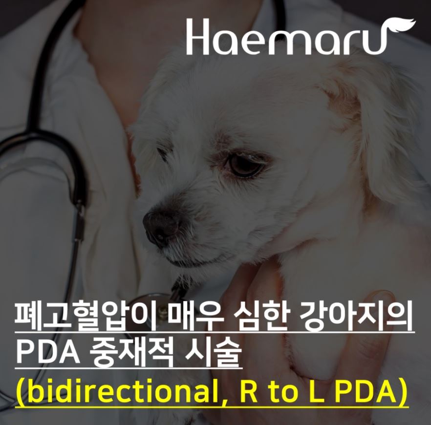 폐고혈압이 매우 심한 강아지의 PDA 비수술적 교정, ACDO 시술 썸네일