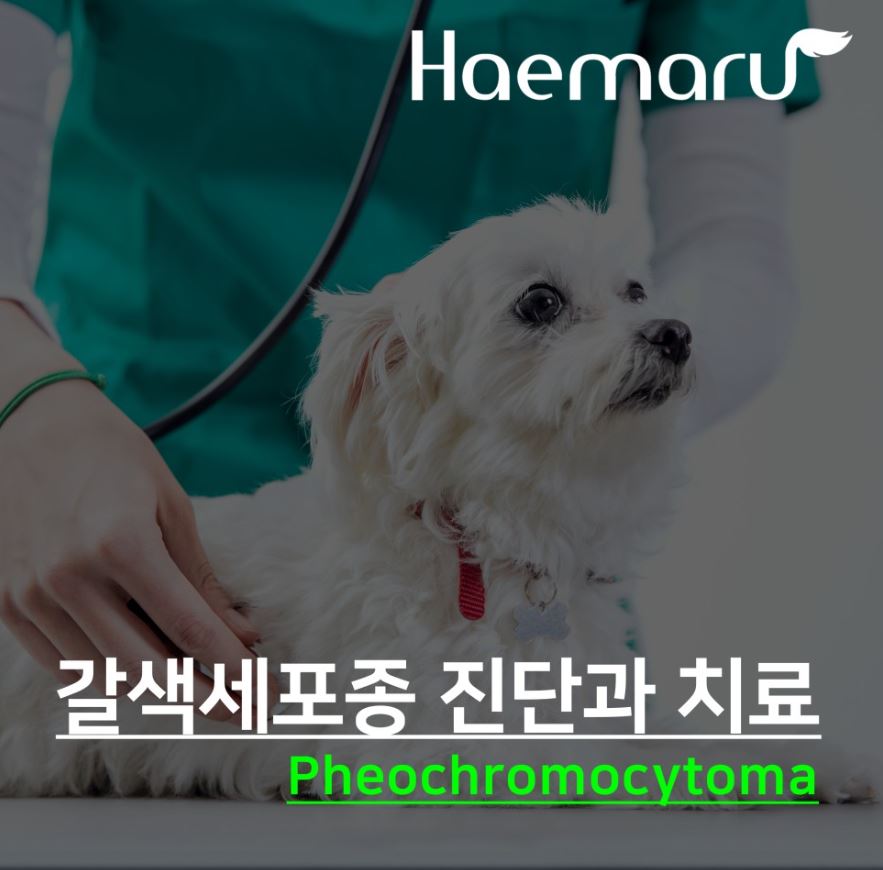 강아지 갈색세포종 Pheochromocytoma 진단과 치료(부신종양 케이스) 썸네일