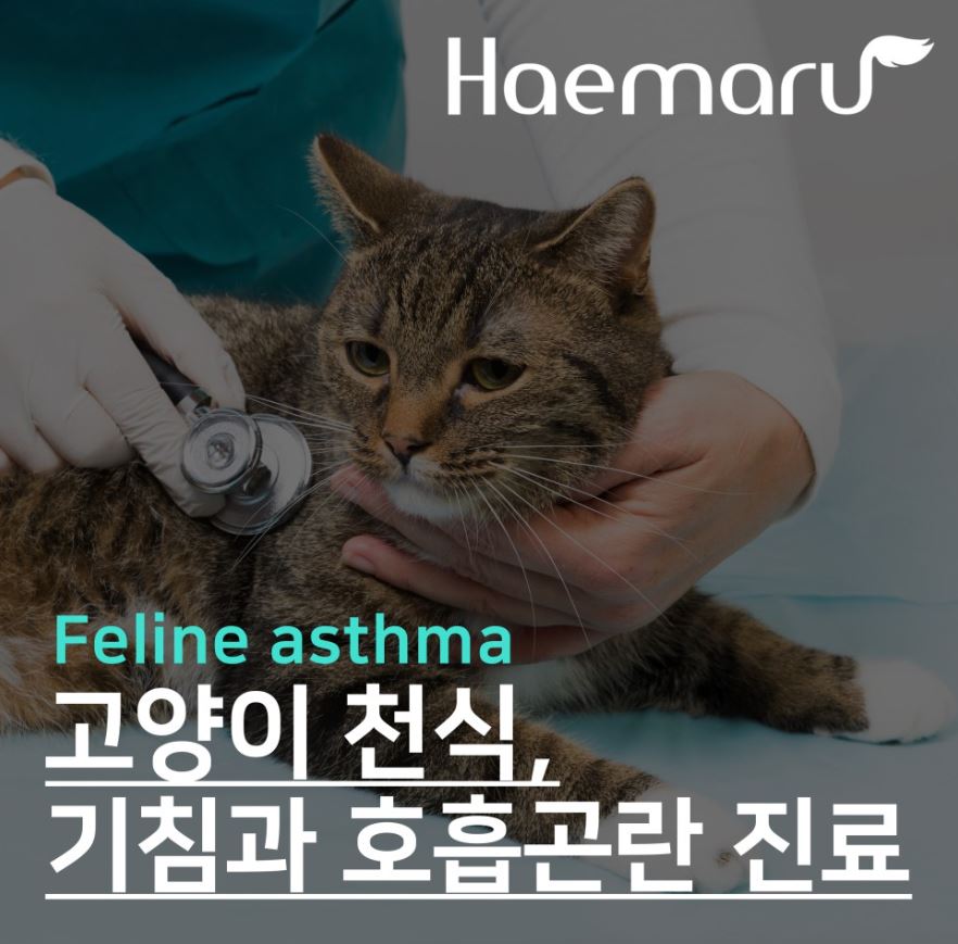 고양이 천식! 기침과 호흡곤란 일으키는 호흡기 질환 썸네일