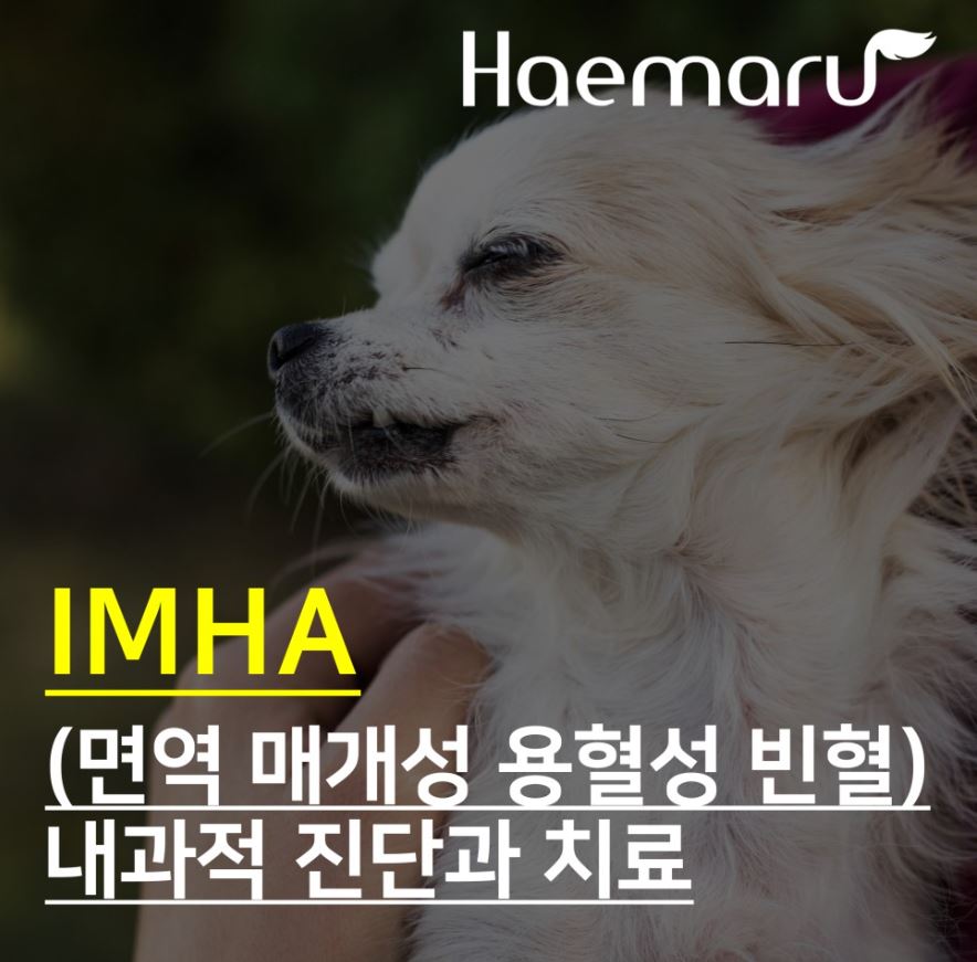 강아지 빈혈 IMHA의 내과적 진단과 치료 썸네일