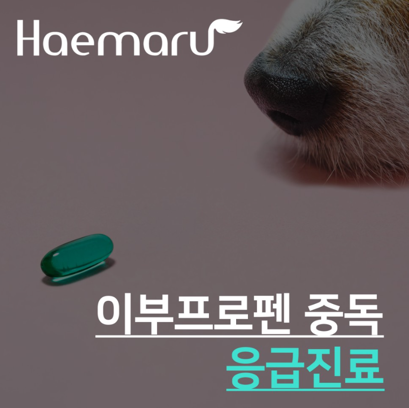 강아지 이부프로펜(Ibuprofen) 중독. 구토, 떨림 증상 응급진료 썸네일
