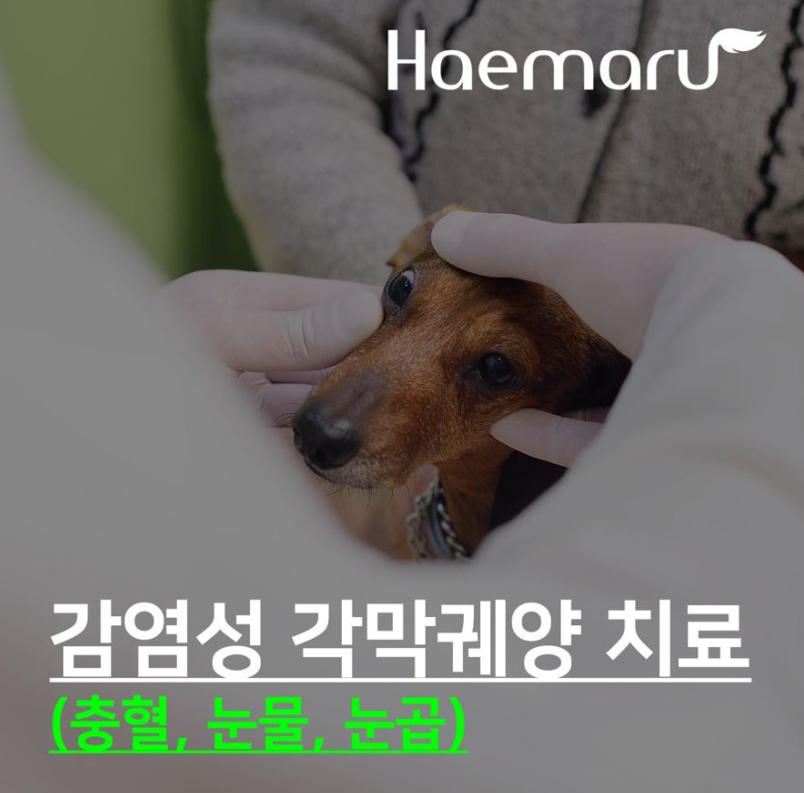 강아지의 감염성 각막궤양 안과 치료(충혈, 눈물, 눈곱 보인다면?) 썸네일