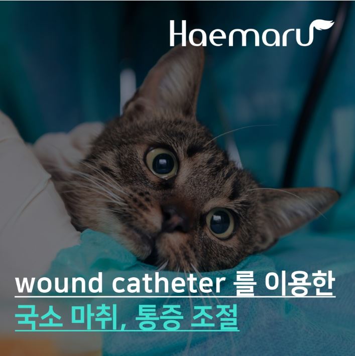 고양이 국소마취, wound catheter를 이용한 수술 통증 조절 썸네일