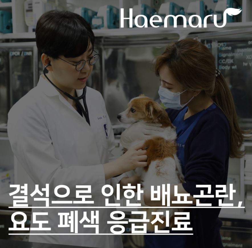 강아지 요도결석으로 인한 배뇨곤란 응급진료(요도폐색 응급처치) 썸네일
