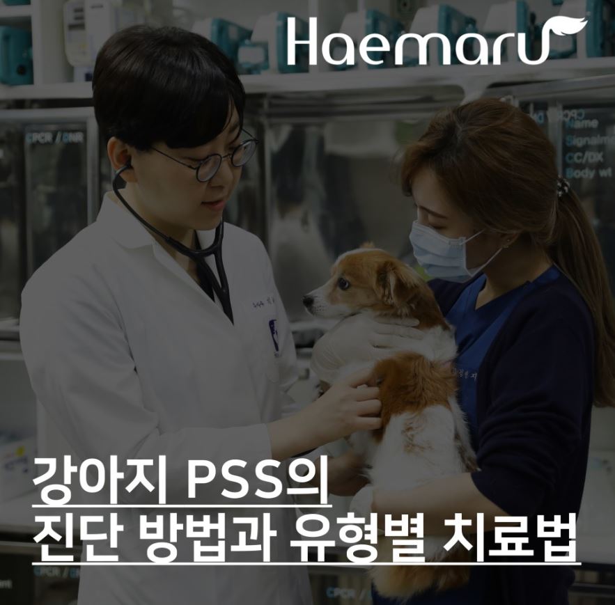 강아지 PSS 진단방법과 유형에 따른 치료법 썸네일