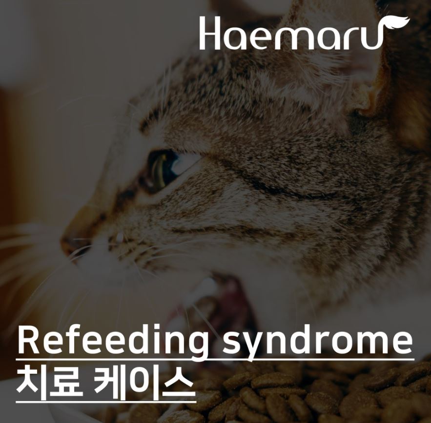 고양이 Refeeding syndrome, 구토와 식욕절폐 환자의 치료케이스 썸네일