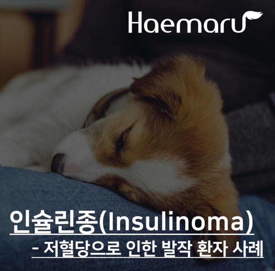 강아지 인슐린종 Insulinoma, 저혈당으로 인한 발작 환자의 진료케이스 썸네일