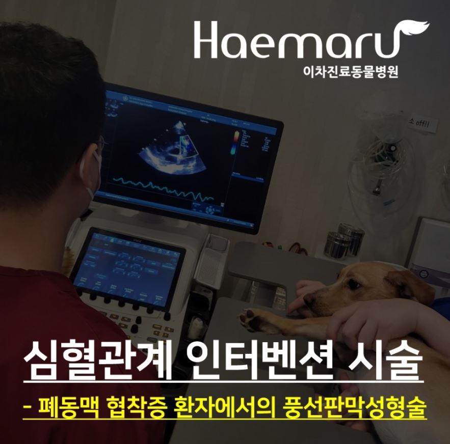 폐동맥 협착증 강아지의 심혈관계 인터벤션 시술 - 풍선 판막성형술 케이스 썸네일