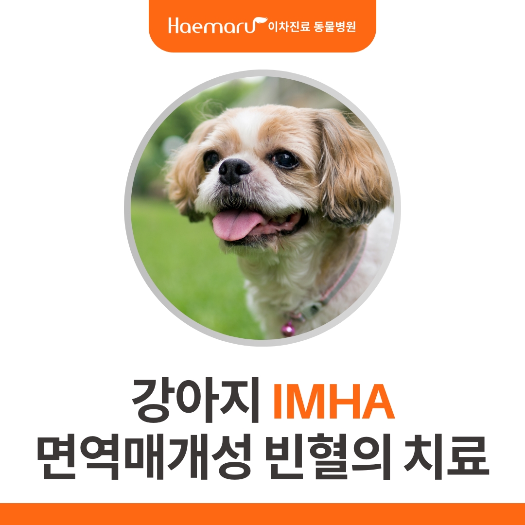 강아지 빈혈 IMHA, 면액매개성 용혈성 빈혈 환자의 응급진료 썸네일