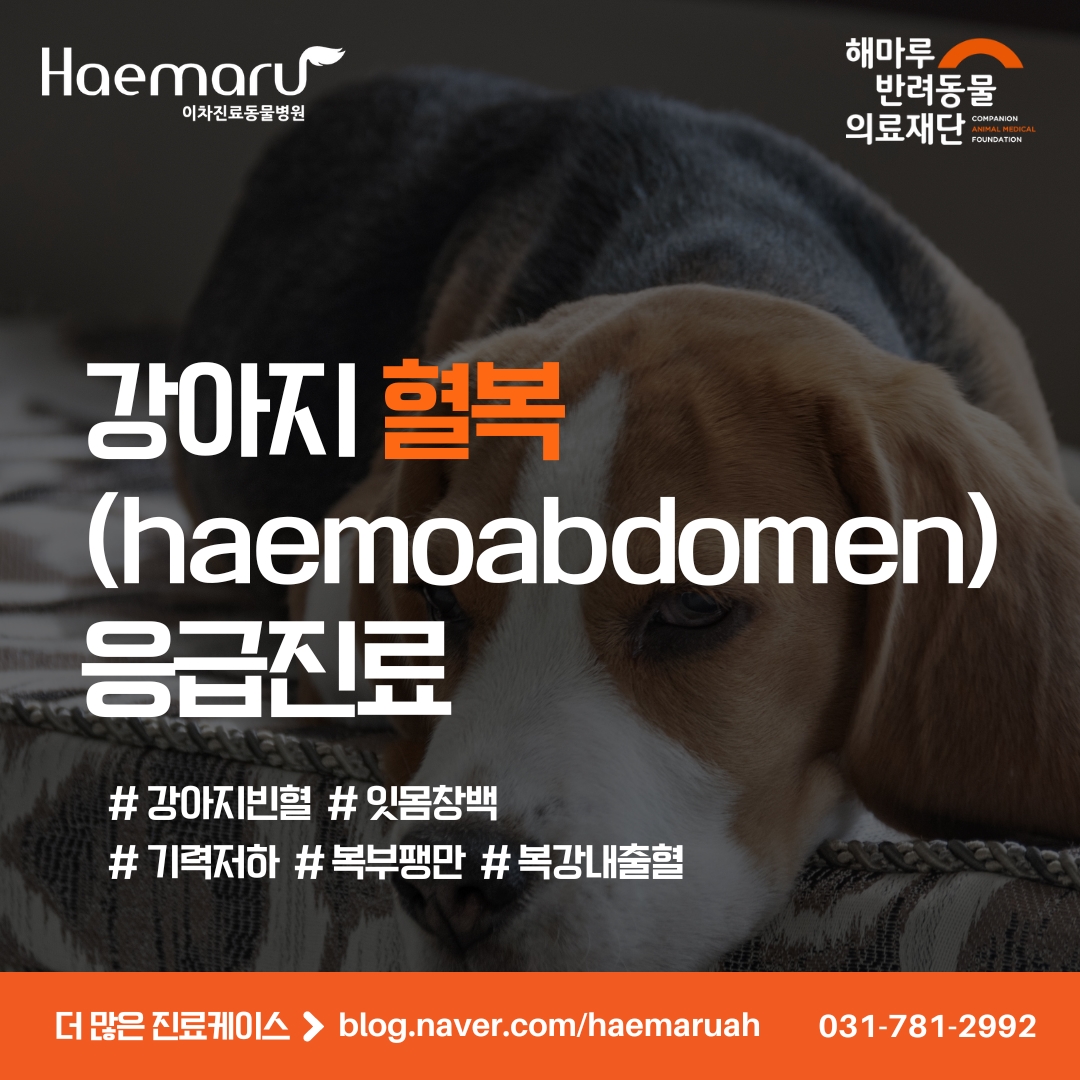 강아지 혈복(haemoabdomen) 기력저하, 잇몸 창백 응급진료 썸네일
