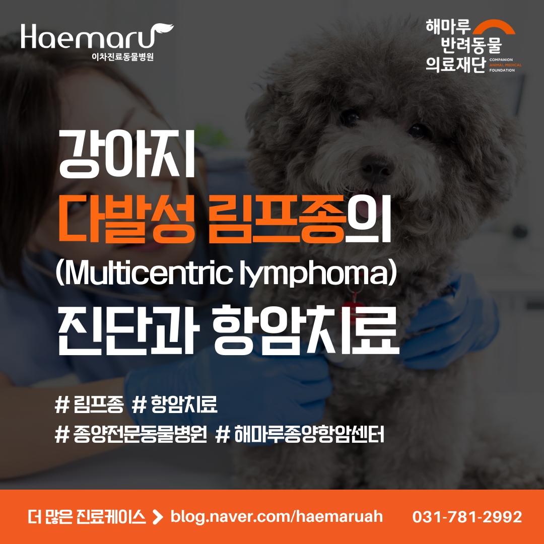 강아지에서 가장 흔한 혈액암, 다발성 림프종 진단과 항암치료 썸네일