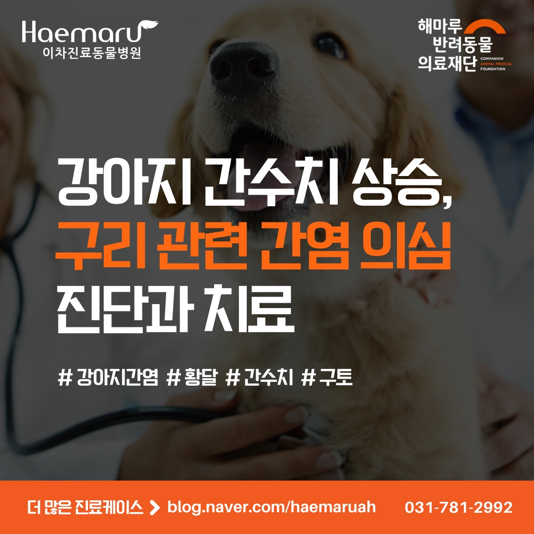 강아지 간수치 상승, 만성 간염 환자에서의 구리 대사 간염 진단과 치료 썸네일