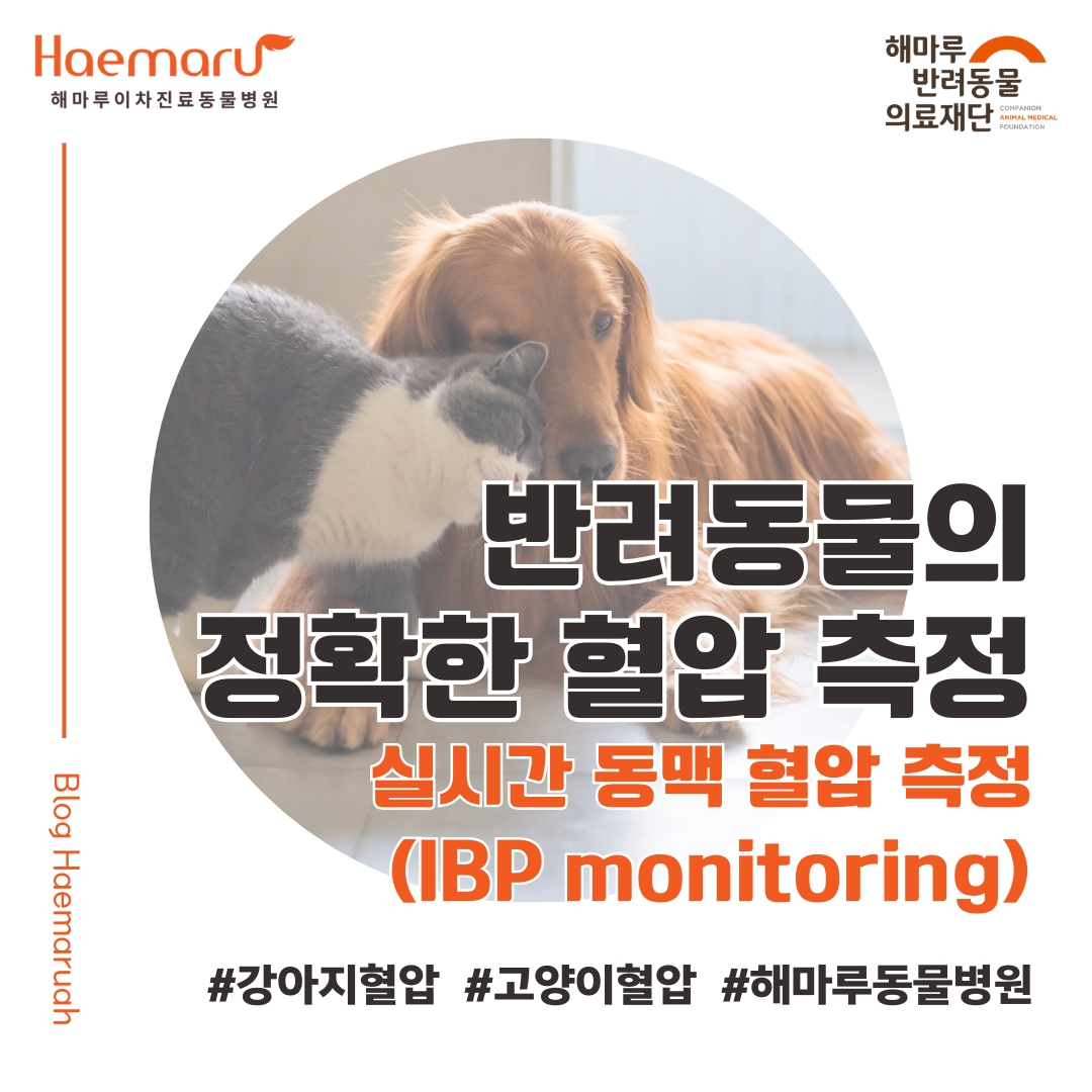 강아지 고양이의 정확한 혈압 측정! 실시간 동맥 혈압 측정 IBP monitoring 썸네일