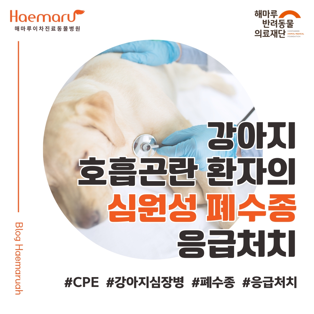 강아지 심원성 폐수종(CPE) 호흡곤란 환자의 응급처치와 입원관리 썸네일
