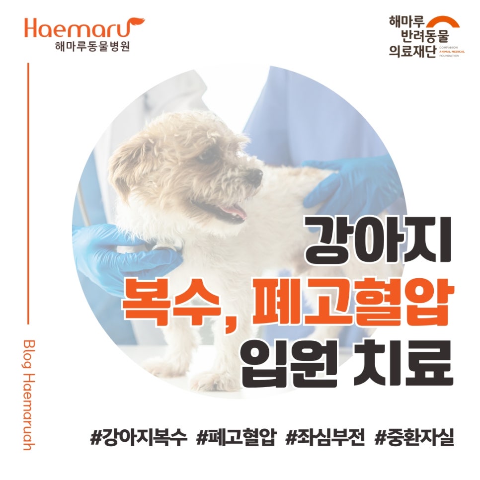진료케이스 이미지