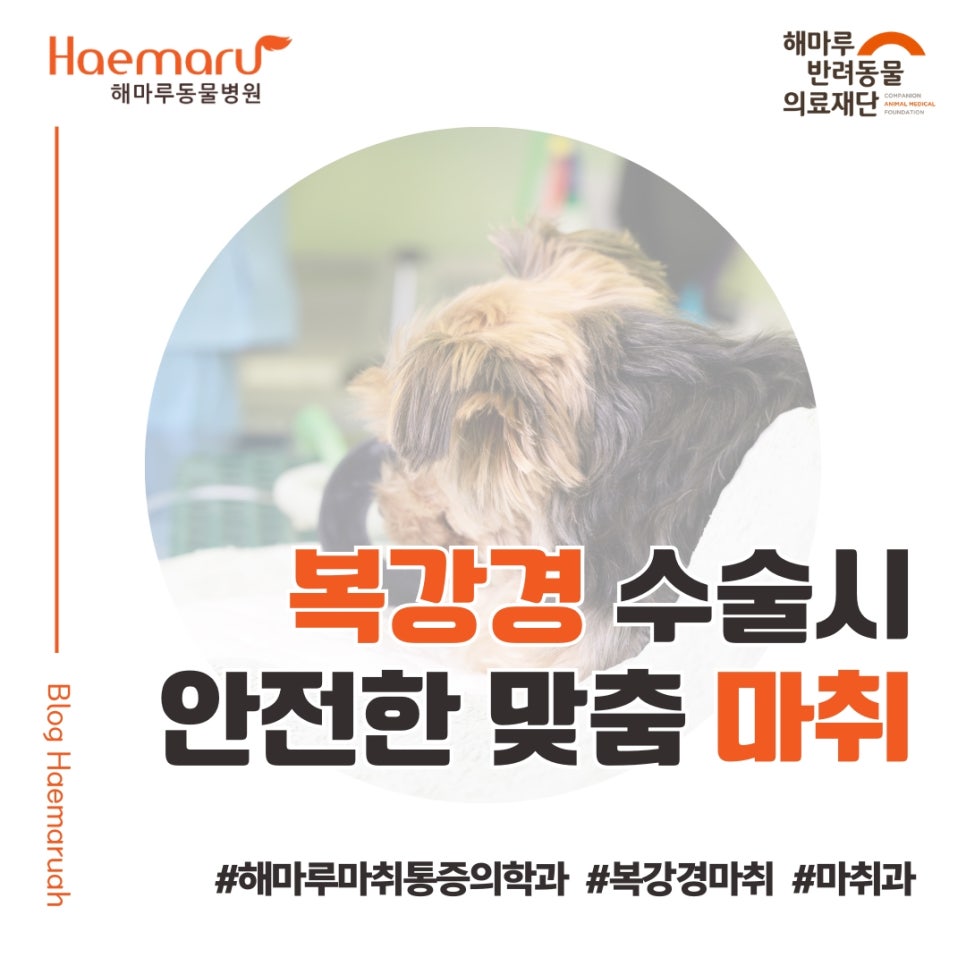 강아지 복강경 수술 시 안전한 맞춤 마취 #해마루동물병원 #마취통증의학과 #부신종양수술 썸네일