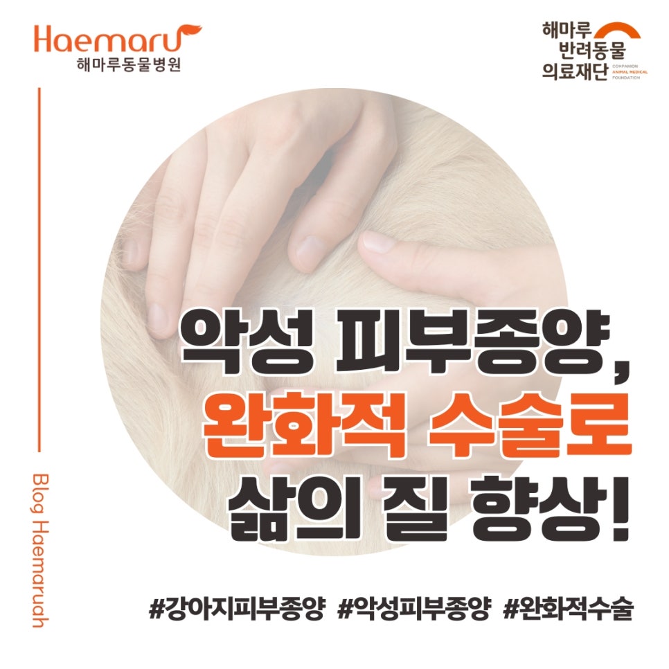 강아지의 완화적 목적 및 삶의 질 향상을 위한 피부종양 수술 케이스 썸네일