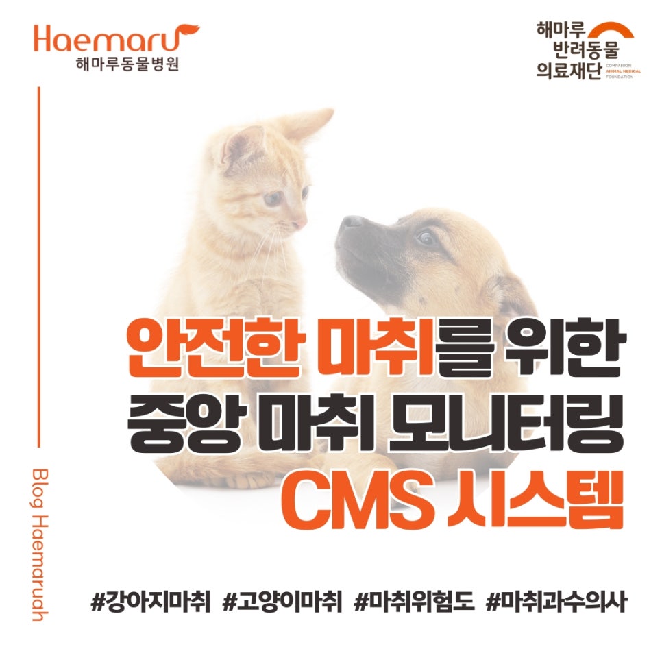 해마루동물병원, 안전한 마취를 위한 CMS 중앙 마취 모니터링 시스템 도입(Central Monitoring System) 썸네일