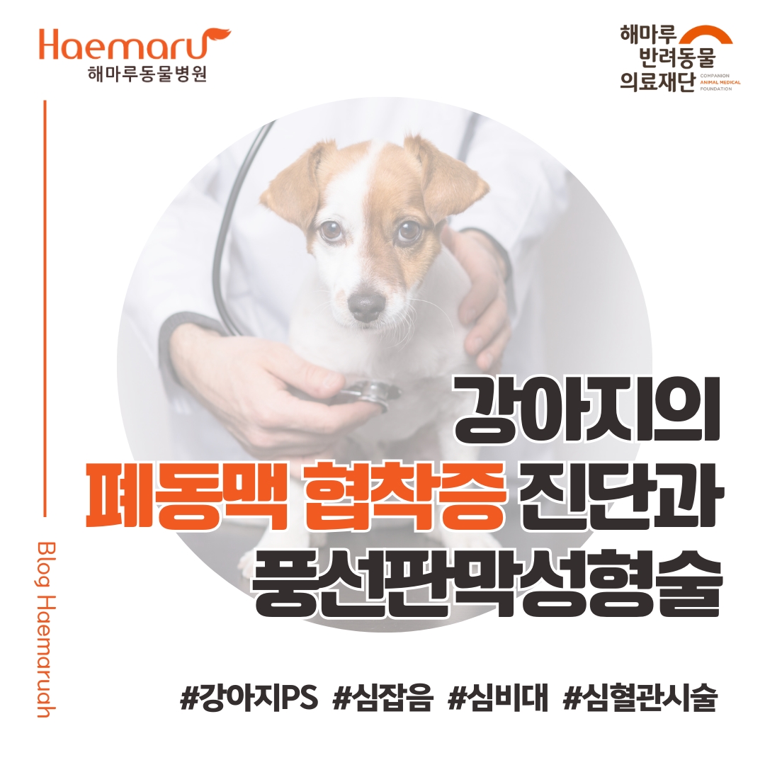 강아지 심잡음, 심장 비대 환자에서의 폐동맥 협착증(PS) 진단과 풍선판막성형 시술 썸네일