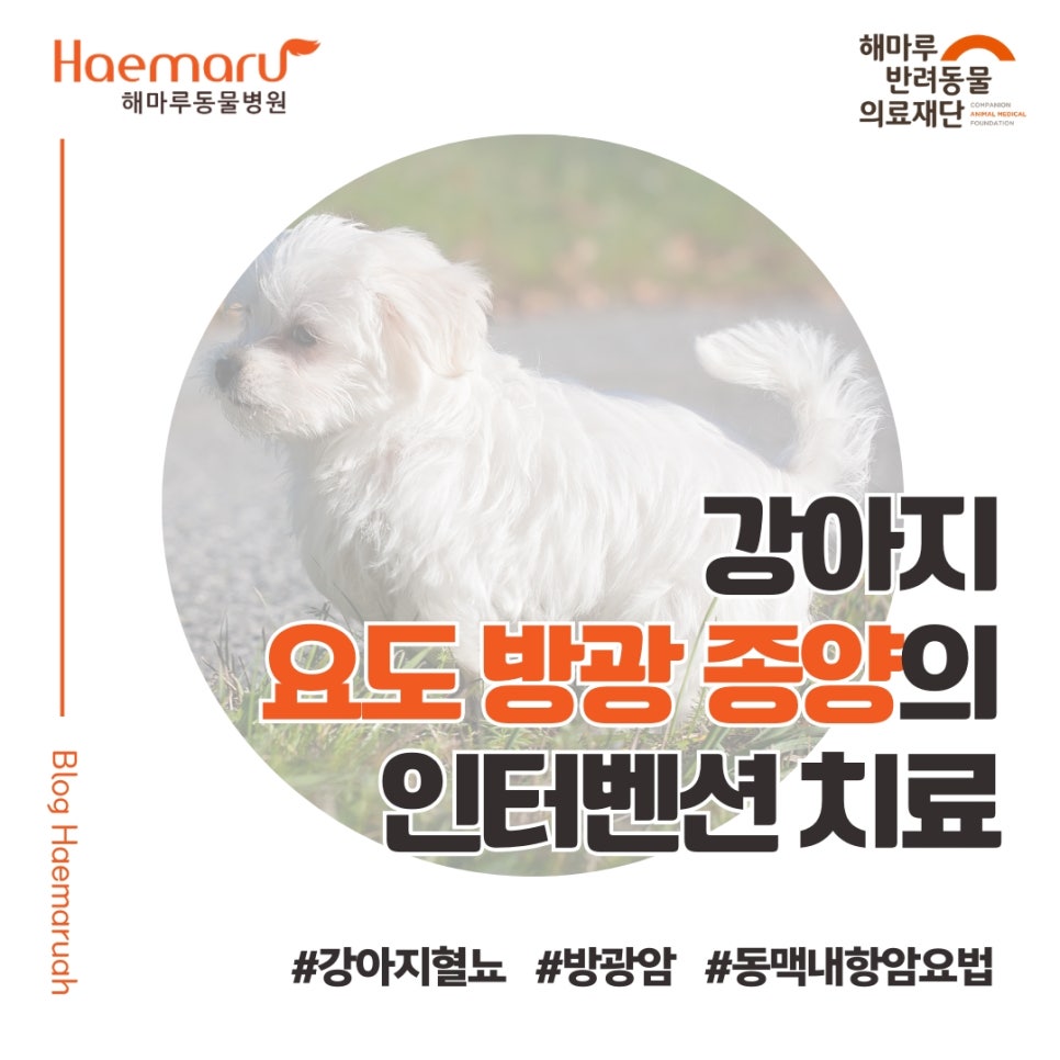 강아지 요도 방광 종양의 인터벤션 치료 사례(동맥 내 항암 요법) 썸네일