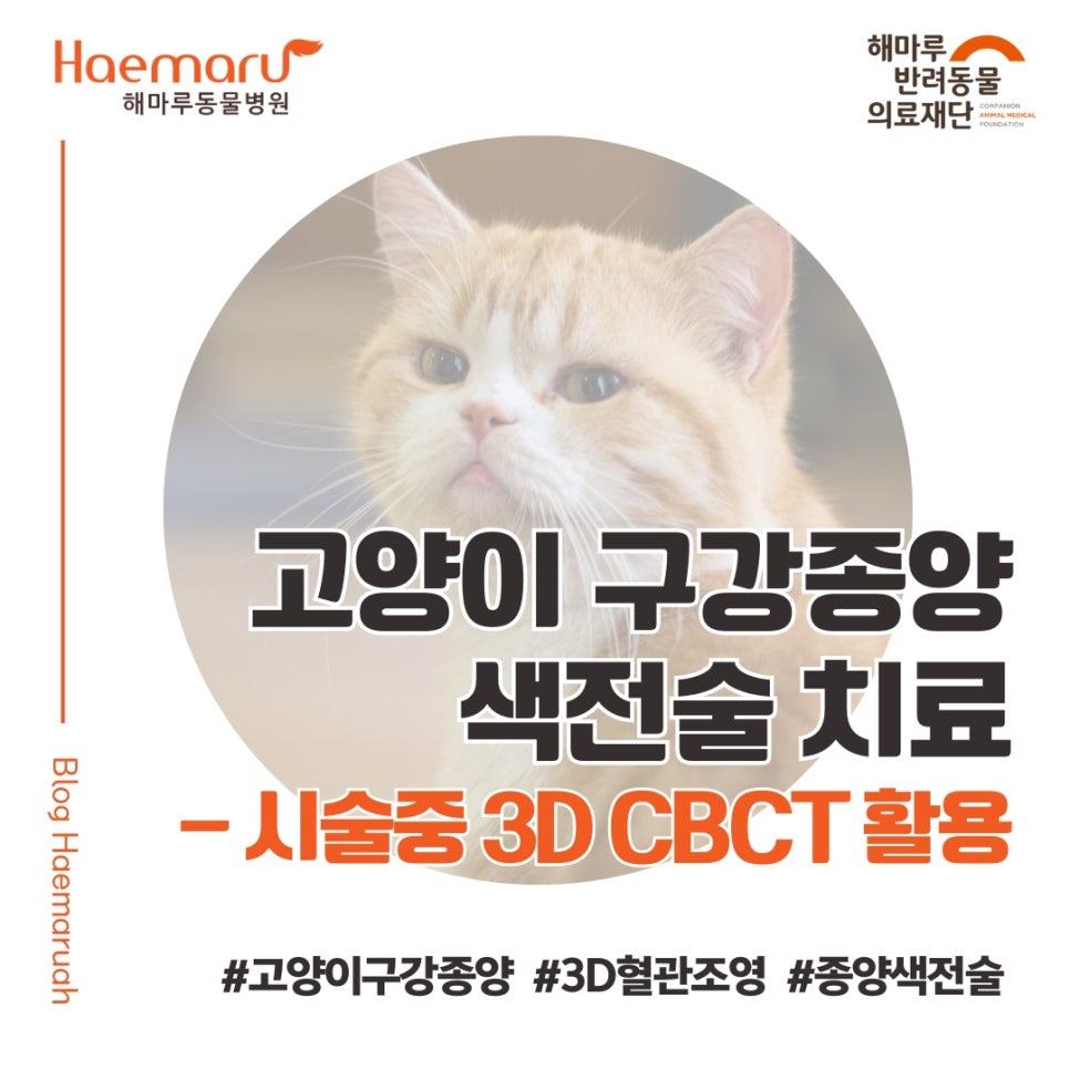 고양이 구강종양 치료 사례 - 3차원 cone-beam CT(CBCT)를 활용한 종양색전술 썸네일