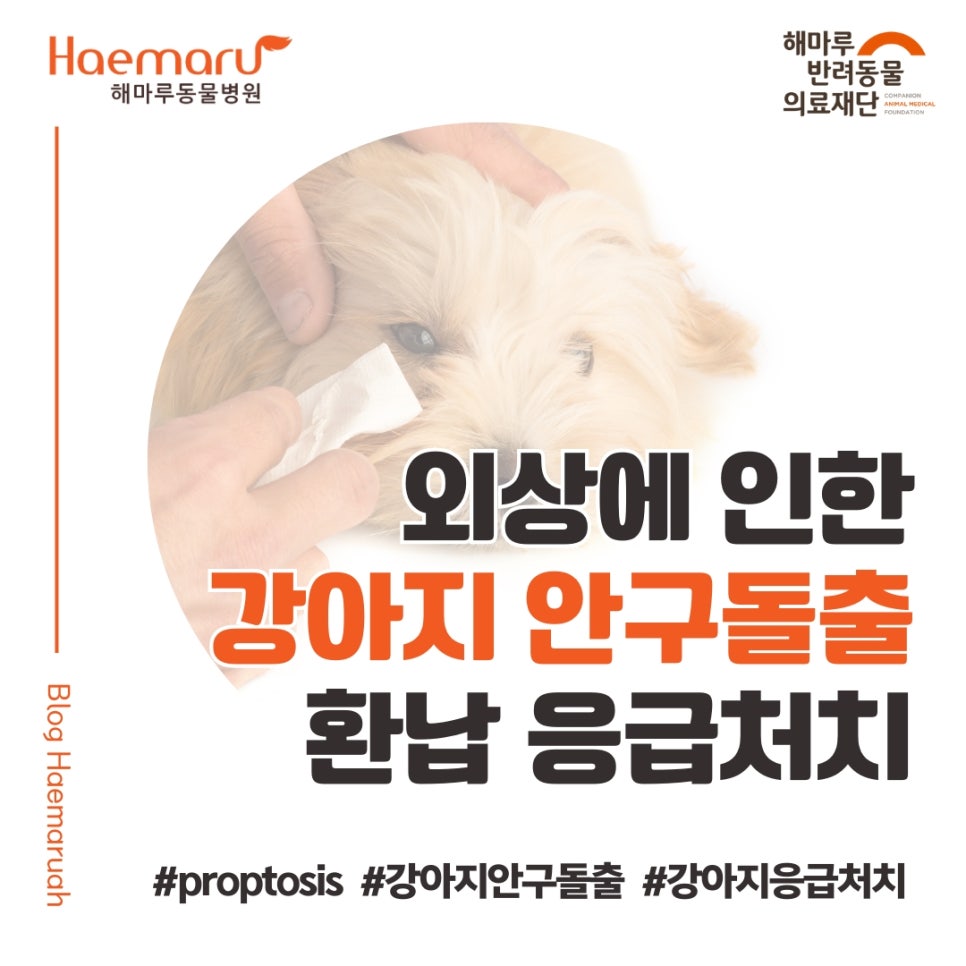 외상에 의한 강아지 안구 돌출(proptosis) 환납 응급처치 썸네일
